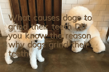 What causes dogs to grind their teeth? Do you know the reason why dogs grind their teeth?