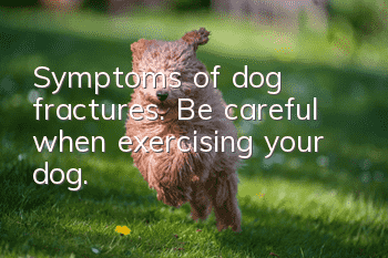 Symptoms of dog fractures. Be careful when exercising your dog.