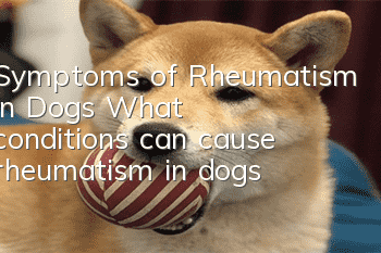 Symptoms of Rheumatism in Dogs What conditions can cause rheumatism in dogs?