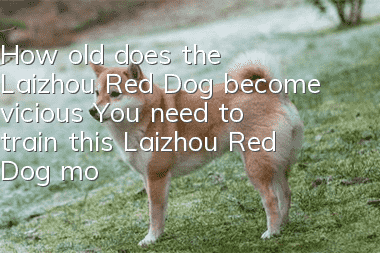 How old does the Laizhou Red Dog become vicious? You need to train this Laizhou Red Dog more!