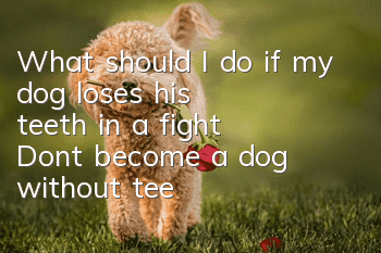 What should I do if my dog loses his teeth in a fight? Don’t become a dog without teeth.