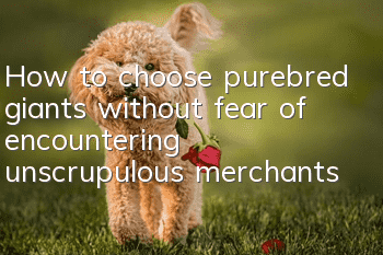 How to choose purebred giants without fear of encountering unscrupulous merchants