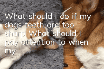 What should I do if my dog’s teeth are too sharp? What should I pay attention to when my dog grinds his teeth?