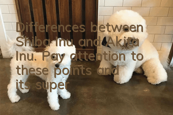 Differences between Shiba Inu and Akita Inu. Pay attention to these points and it’s super easy to tell the difference!