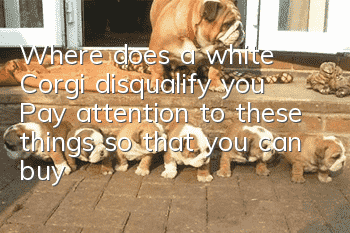 Where does a white Corgi disqualify you? Pay attention to these things so that you can buy an authentic Corgi!