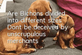 Are Bichons divided into different sizes? Don’t be deceived by unscrupulous merchants!