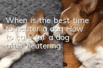 When is the best time to neuter a dog? How to care for a dog after neutering