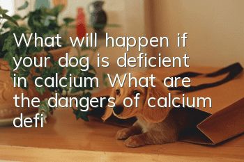 What will happen if your dog is deficient in calcium? What are the dangers of calcium deficiency in your dog?