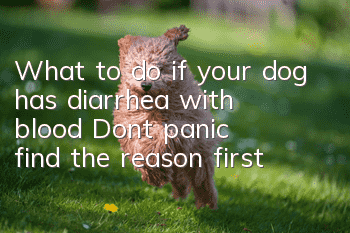 What to do if your dog has diarrhea with blood? Don’t panic, find the reason first