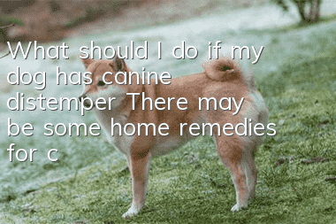 What should I do if my dog has canine distemper? There may be some home remedies for canine distemper that you can try!