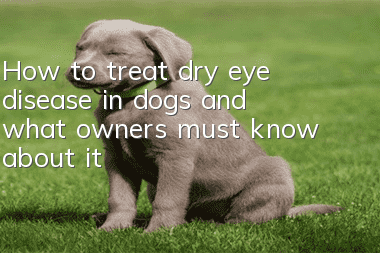 How to treat dry eye disease in dogs and what owners must know about it