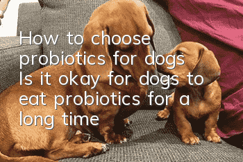 How to choose probiotics for dogs? Is it okay for dogs to eat probiotics for a long time?