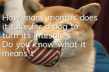 How many months does it take for a dog to turn its intestines? Do you know what it means to turn its intestines?