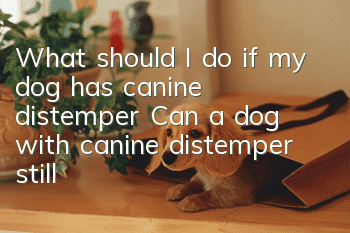 What should I do if my dog has canine distemper? Can a dog with canine distemper still be cured?