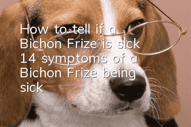 How to tell if a Bichon Frize is sick? 14 symptoms of a Bichon Frize being sick