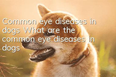 Common eye diseases in dogs What are the common eye diseases in dogs