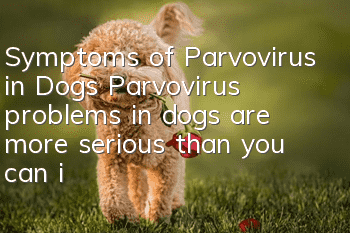 Symptoms of Parvovirus in Dogs Parvovirus problems in dogs are more serious than you can imagine!
