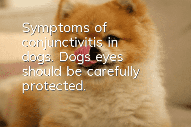 Symptoms of conjunctivitis in dogs. Dogs’ eyes should be carefully protected.