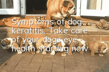 Symptoms of dog keratitis. Take care of your dog’s eye health starting now
