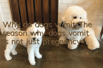 Why do dogs vomit? The reason why dogs vomit is not just pregnancy!