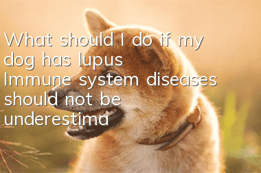 What should I do if my dog has lupus? Immune system diseases should not be underestimated