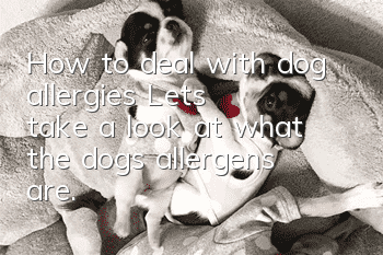 How to deal with dog allergies? Let’s take a look at what the dog’s allergens are.