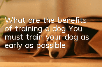 What are the benefits of training a dog? You must train your dog as early as possible