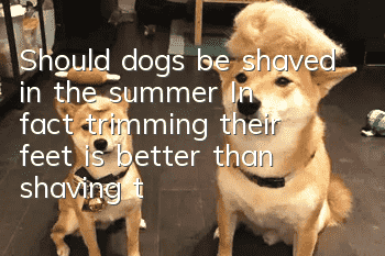 Should dogs be shaved in the summer? In fact, trimming their feet is better than shaving them