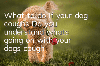 What to do if your dog coughs? Do you understand what’s going on with your dog’s cough?