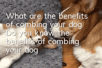 What are the benefits of combing your dog? Do you know the benefits of combing your dog?