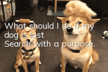 What should I do if my dog is lost? Search with a purpose.