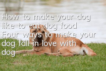 How to make your dog like to eat dog food Four ways to make your dog fall in love with dog food