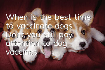 When is the best time to vaccinate dogs? Don’t you still pay attention to dog vaccines?