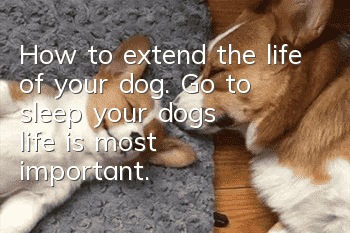 How to extend the life of your dog. Go to sleep, your dog’s life is most important.