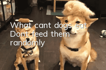 What can’t dogs eat? Don’t feed them randomly
