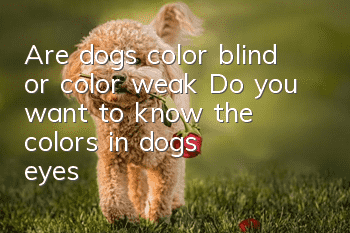 Are dogs color blind or color weak? Do you want to know the colors in dogs’ eyes?