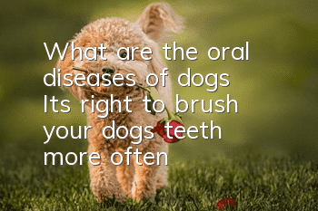 What are the oral diseases of dogs? It’s right to brush your dog’s teeth more often!