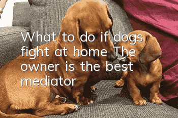 What to do if dogs fight at home? The owner is the best mediator