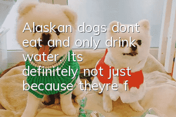Alaskan dogs don’t eat and only drink water. It’s definitely not just because they’re full.