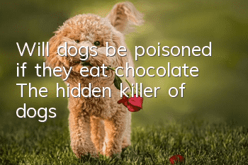 Will dogs be poisoned if they eat chocolate? The hidden killer of dogs