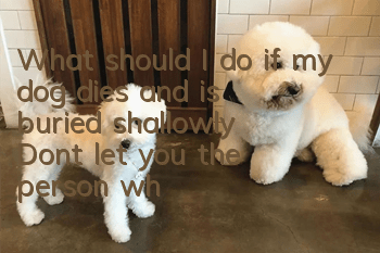 What should I do if my dog dies and is buried shallowly? Don’t let you, the person who pays homage to your dog, also be infected with the disease.