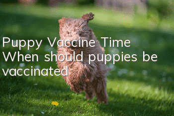 Puppy Vaccine Time When should puppies be vaccinated?