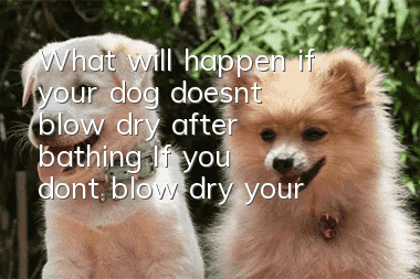What will happen if your dog doesn’t blow dry after bathing? If you don’t blow dry your dog, he or she will easily suffer from skin diseases.