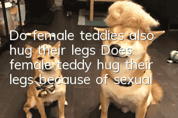 Do female teddies also hug their legs? Does female teddy hug their legs because of sexual urges?