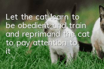 Let the cat learn to be obedient, and train and reprimand the cat to pay attention to it!