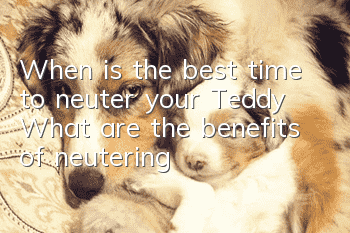 When is the best time to neuter your Teddy? What are the benefits of neutering?