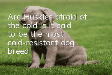 Are Huskies afraid of the cold? Is it said to be the most cold-resistant dog breed?