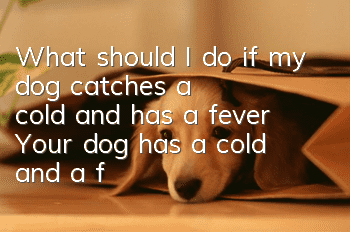What should I do if my dog catches a cold and has a fever? Your dog has a cold and a fever, so why don’t you cool it down quickly?