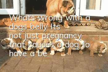 What’s wrong with a dog’s belly? It’s not just pregnancy that causes a dog to have a belly!