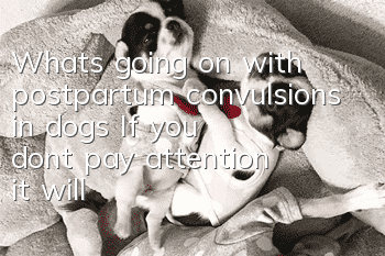 What’s going on with postpartum convulsions in dogs? If you don’t pay attention, it will lead to the dog’s death!